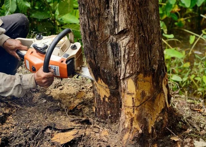 Pilarka Stihl czy Husqvarna: Która lepsza dla Twoich potrzeb?